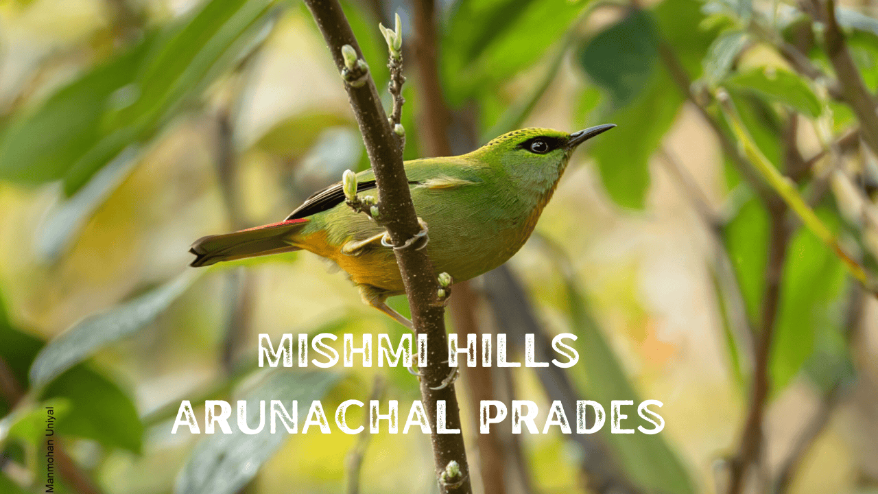Mishmi Hills - Paradise for Birdwatching and Photography