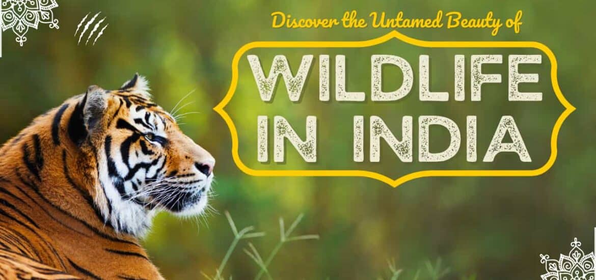 India Wildlife Tours