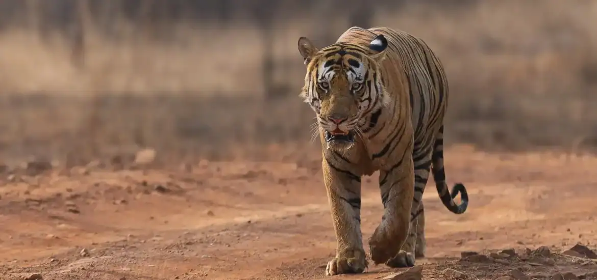 Tiger safari In India for UK Travellers