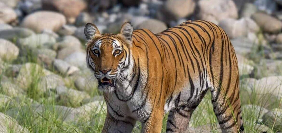 Best Wildlife Safari in India by World of Wild