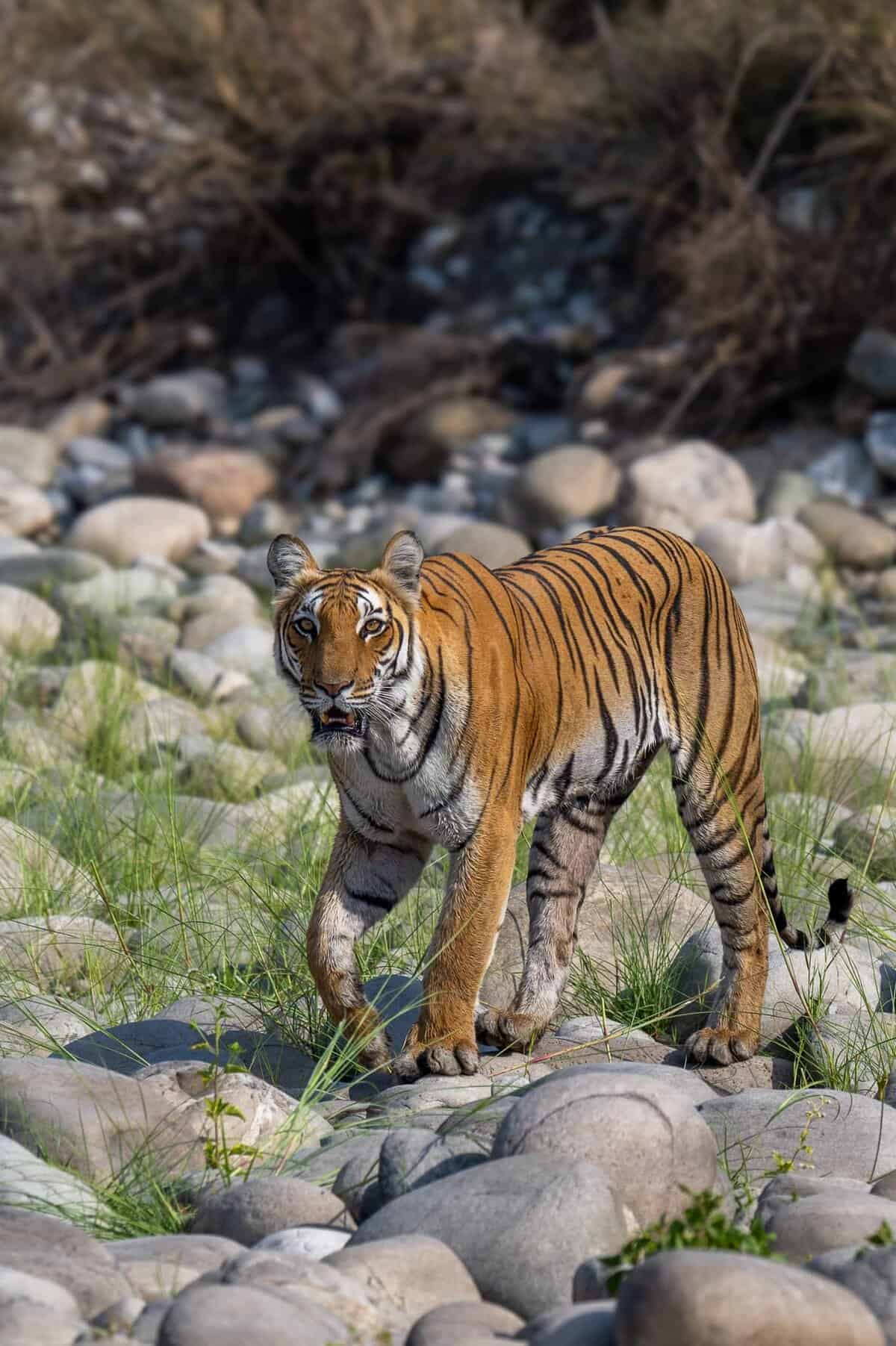 Jim Corbett Tiger Reserve &ndash; One of the Best Wildlife Sanctuaries in India