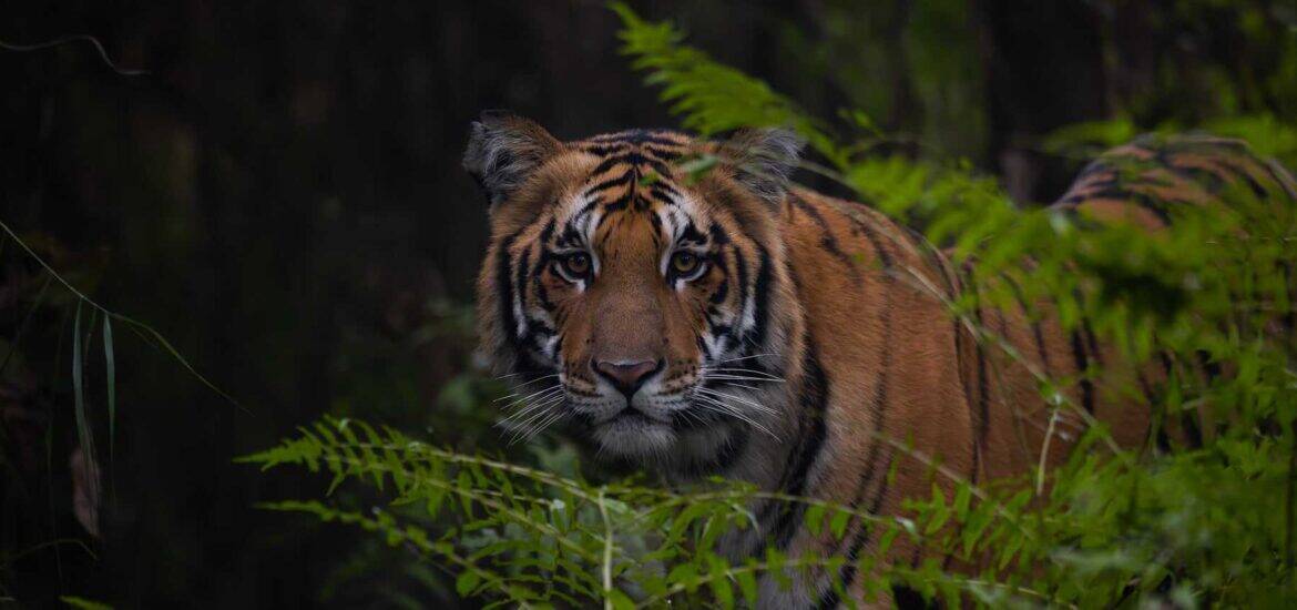 Wildlife Photography in India