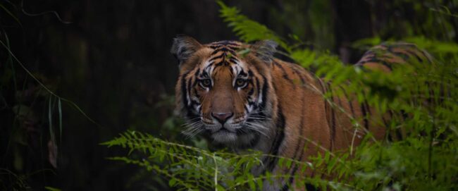 Wildlife Photography in India