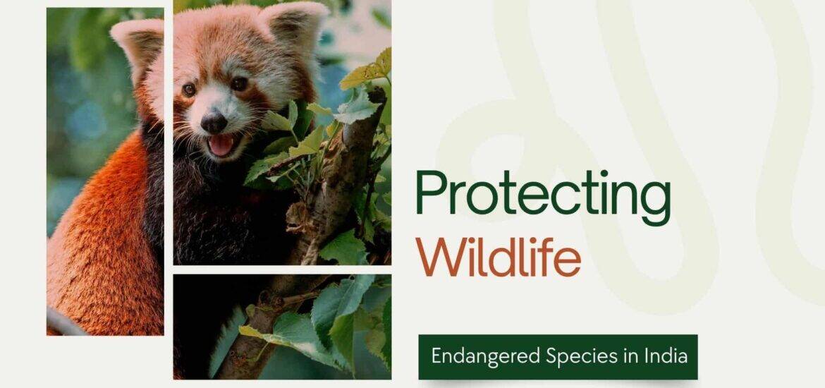 Endangered Species in India