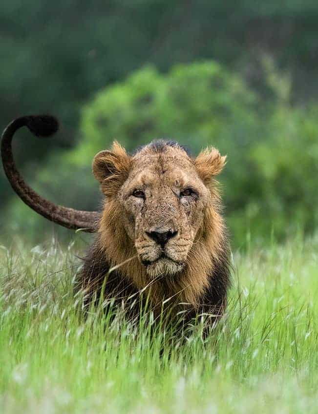 Lion in Gir National Park