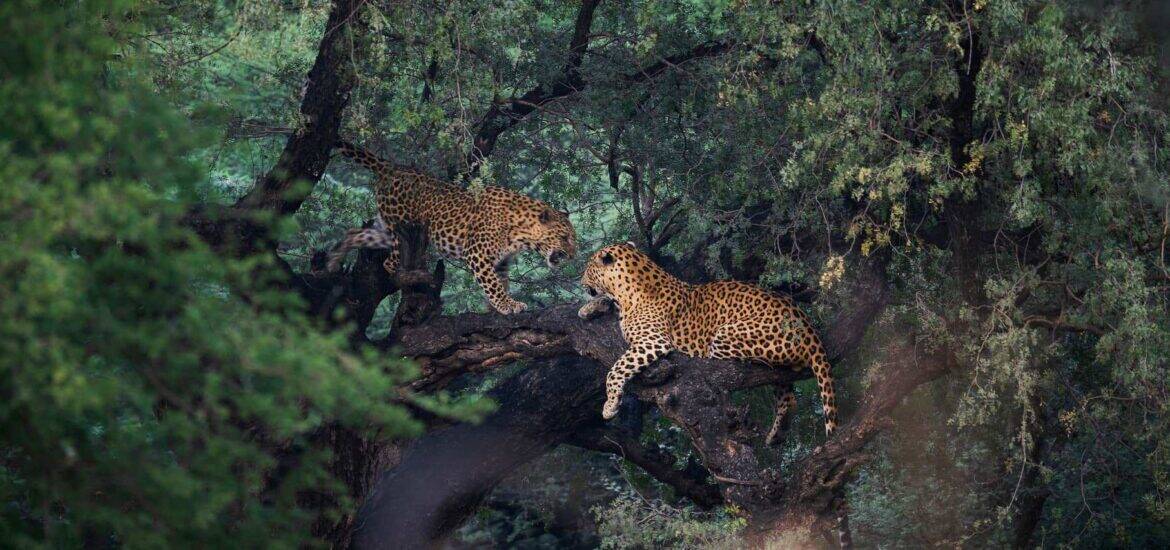 Best Time to Visit India for Safari