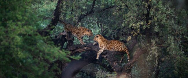 Best Time to Visit India for Safari