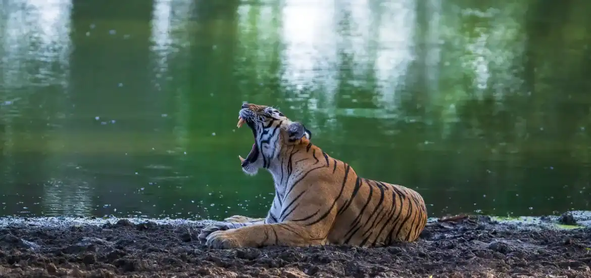 wildlife sanctuary list india