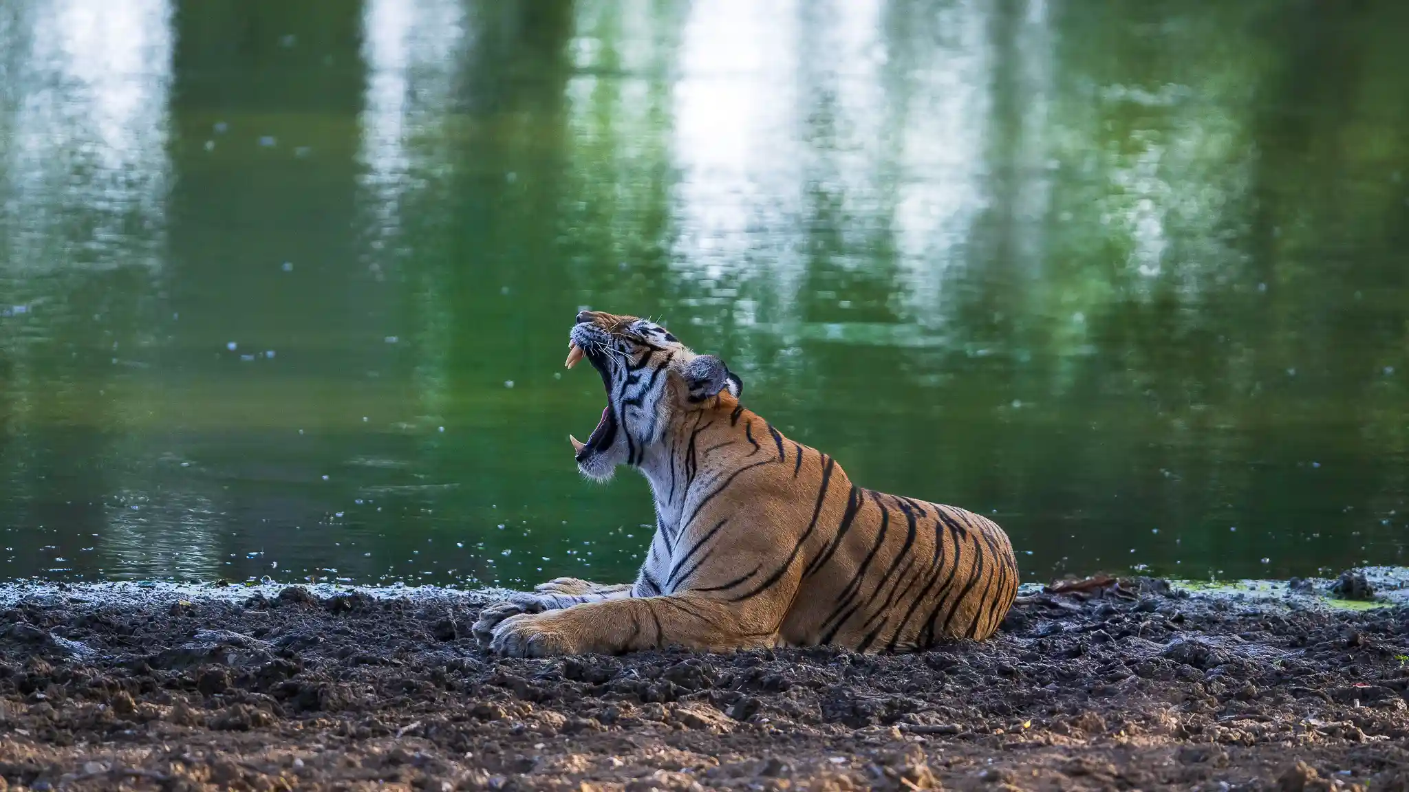 wildlife sanctuary list india