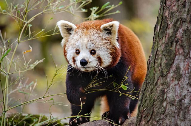 Red panda- endangered species in India