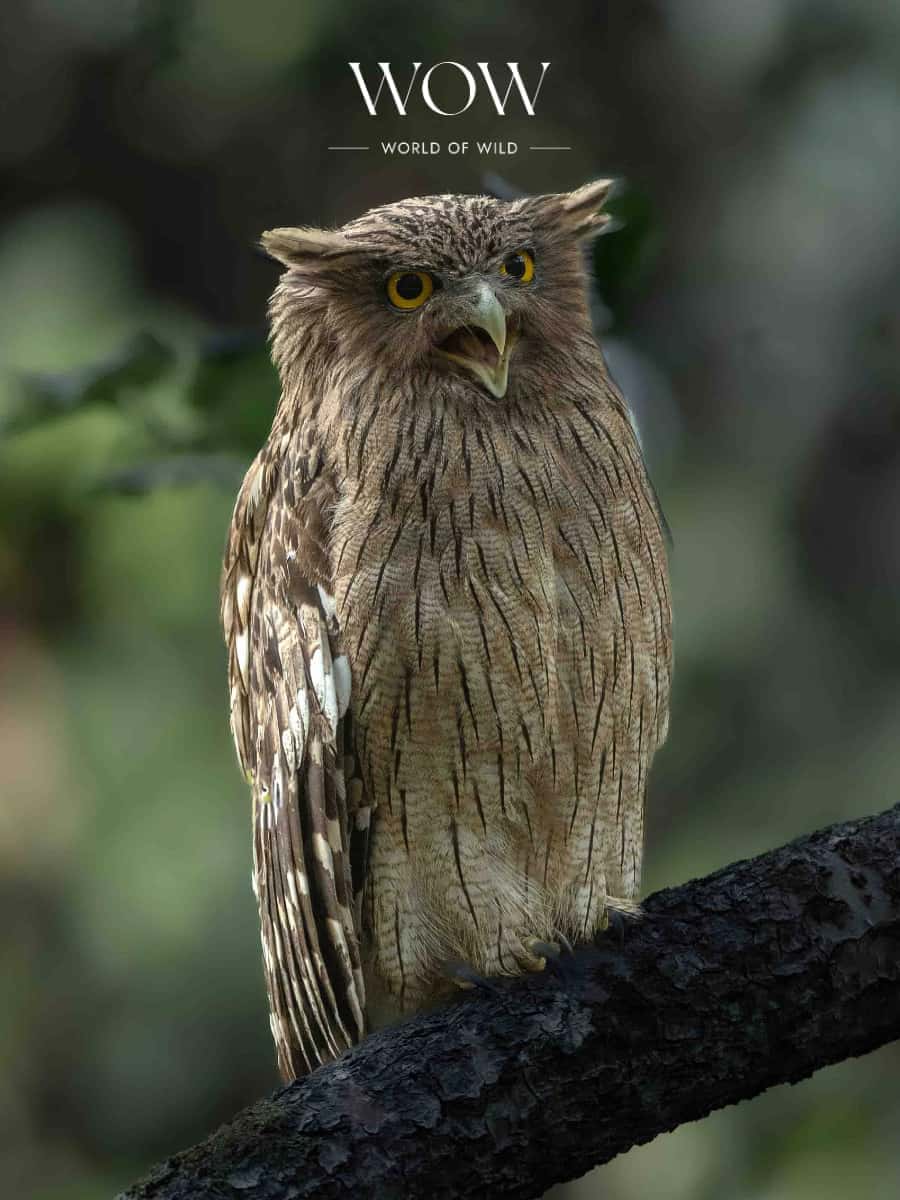 Brown Fish Owl in Sattal : Uttarakhand Birding Tour Report
