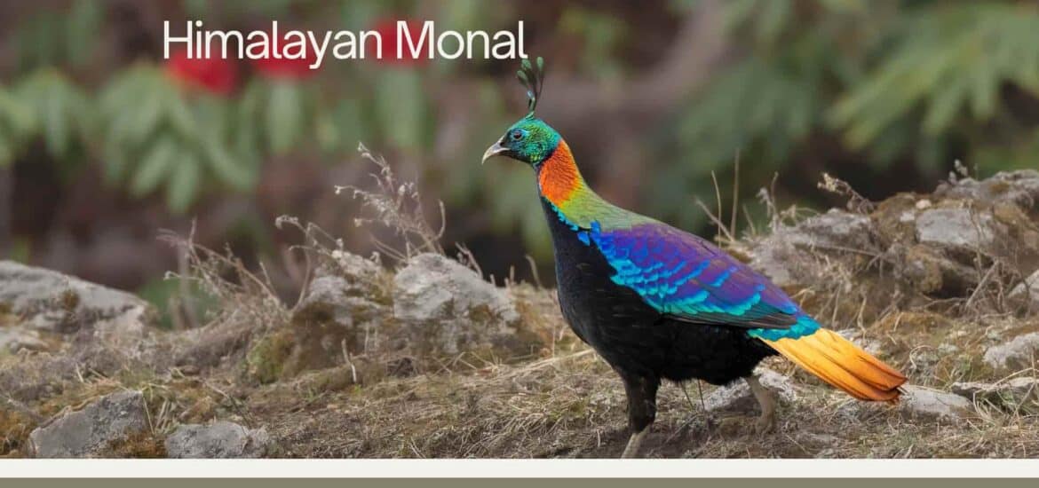 Himalayan Monal photographed in Munsiyari b World of Wild (WOW)