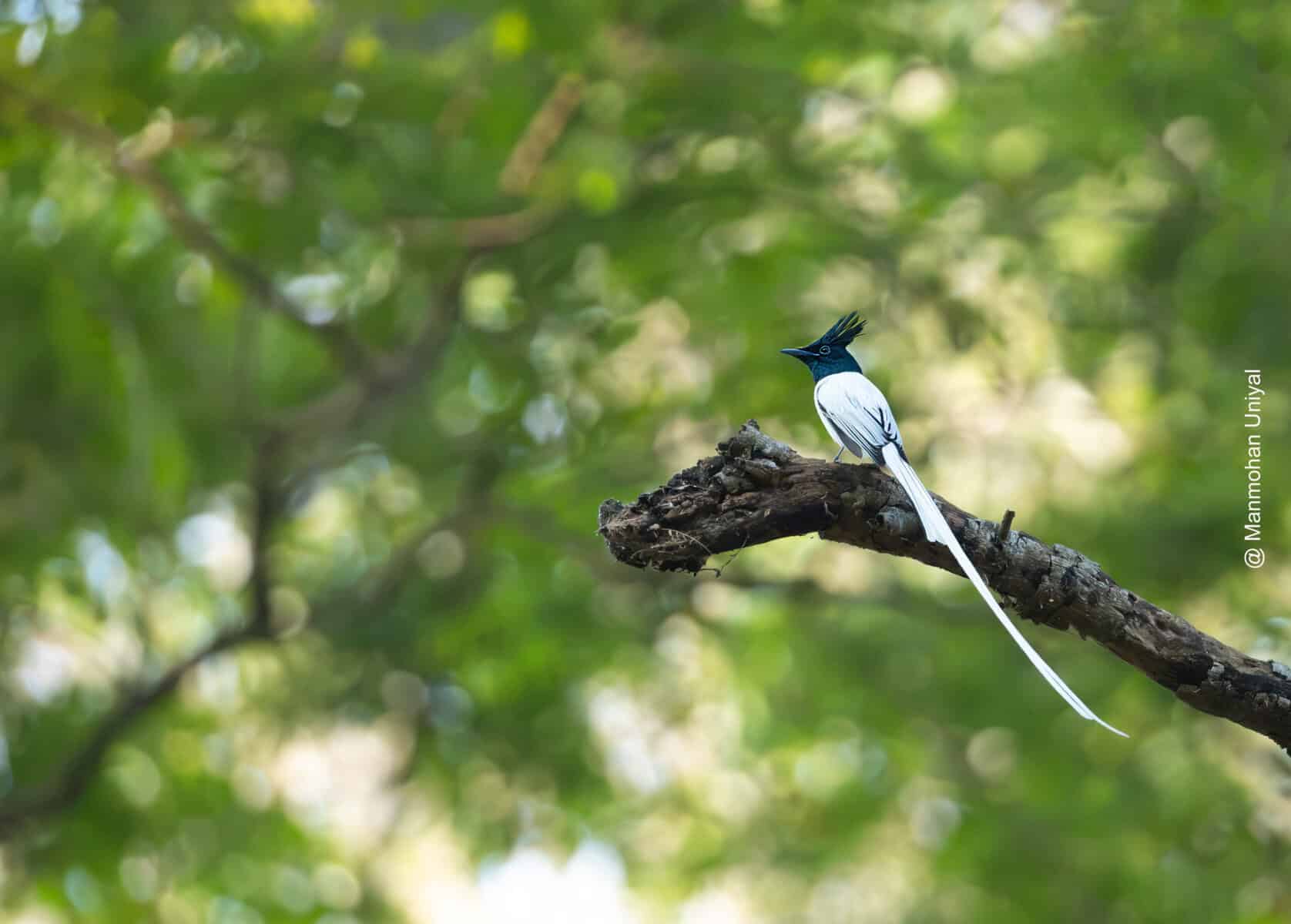 Indian Paradise Flycatcher