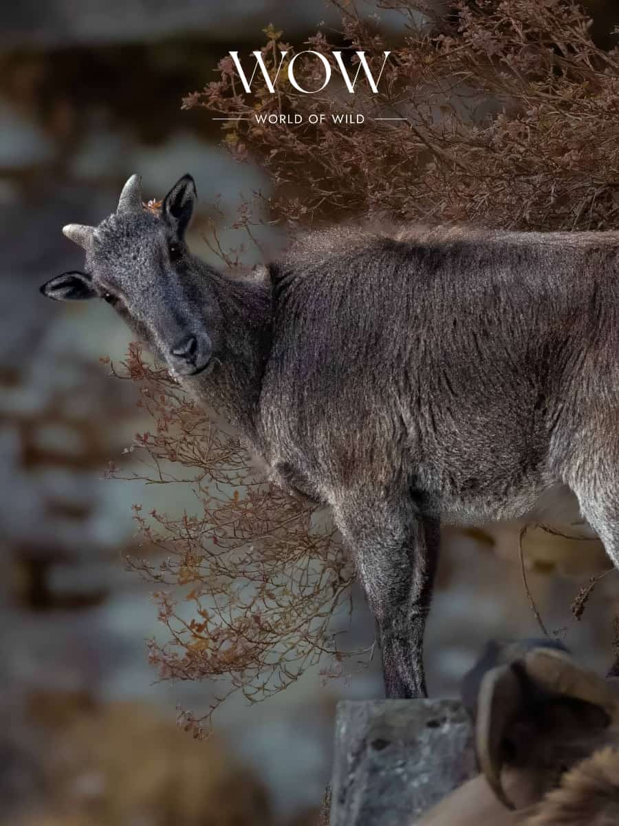 Mountain Goat in Chopta