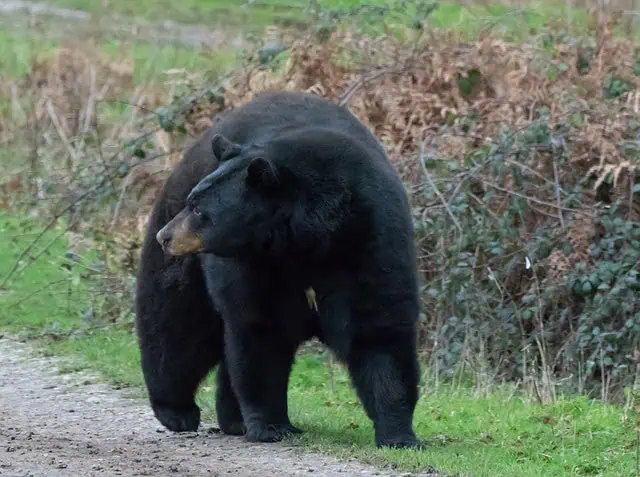 Himalayan Black Bear in Chopta