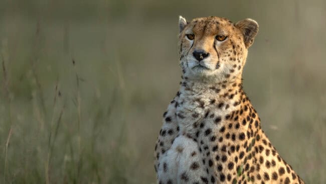 Cheetah Close-up Masai Mara