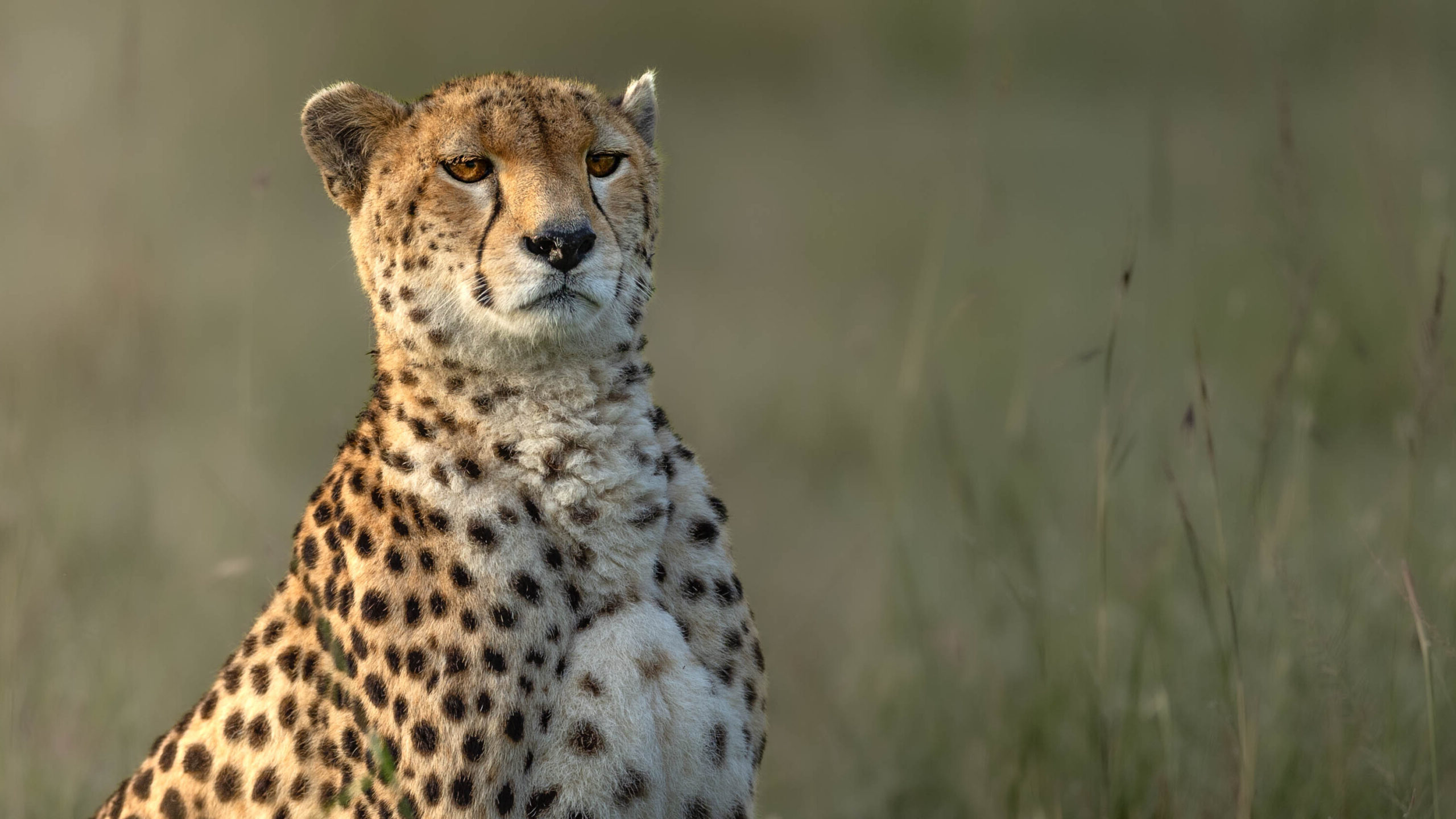 Cheetah Close-up Masai Mara