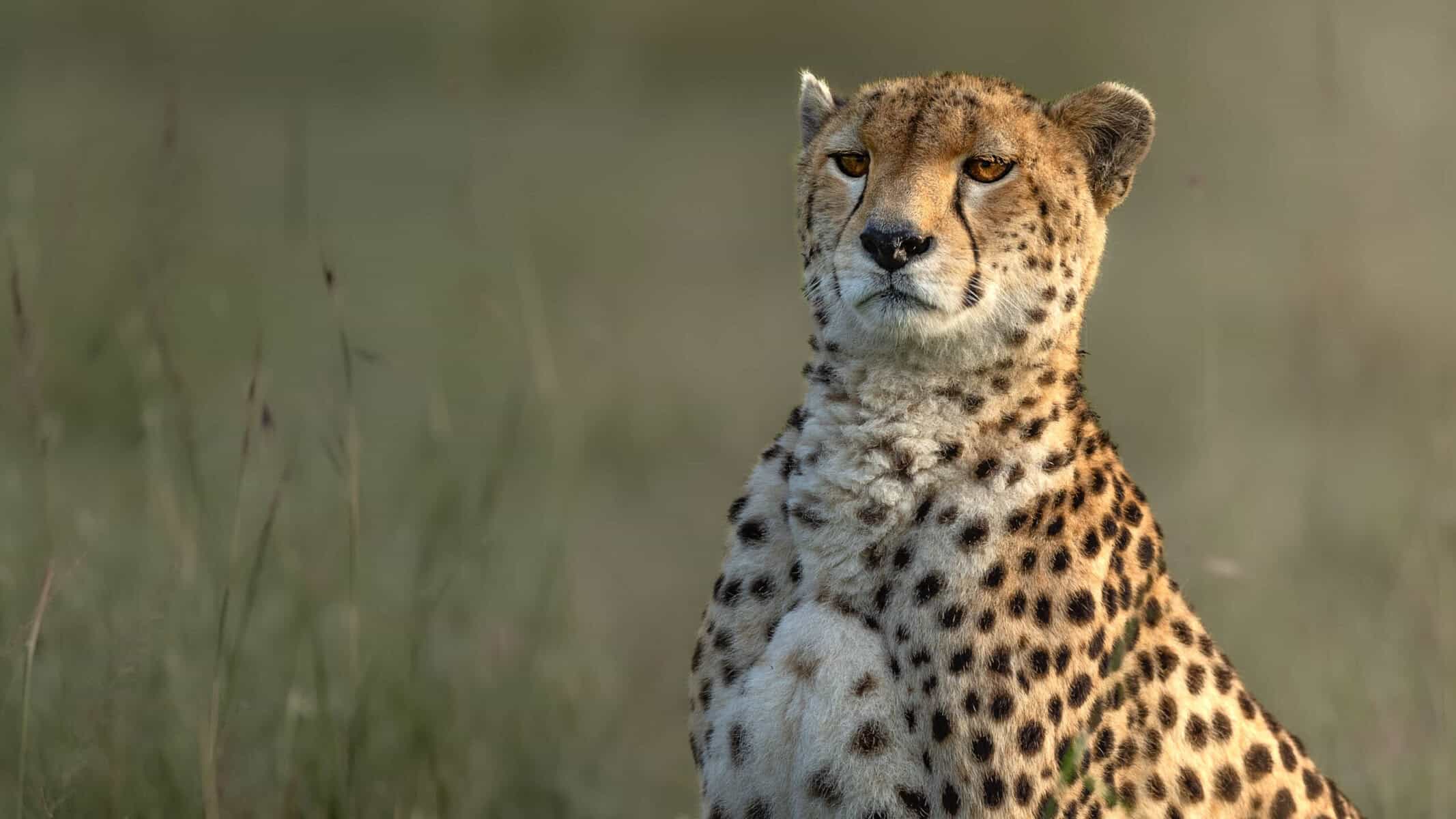 Cheetah Close-up Masai Mara