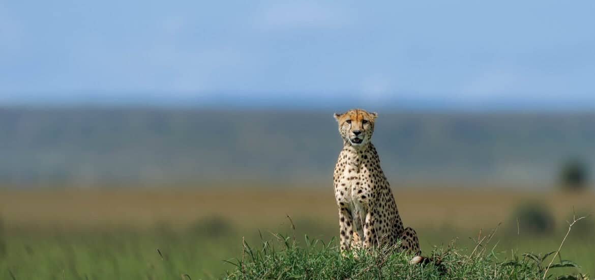 Masai Mara National Reserve Kenya (Safari, Wildlife & Travel Tips)