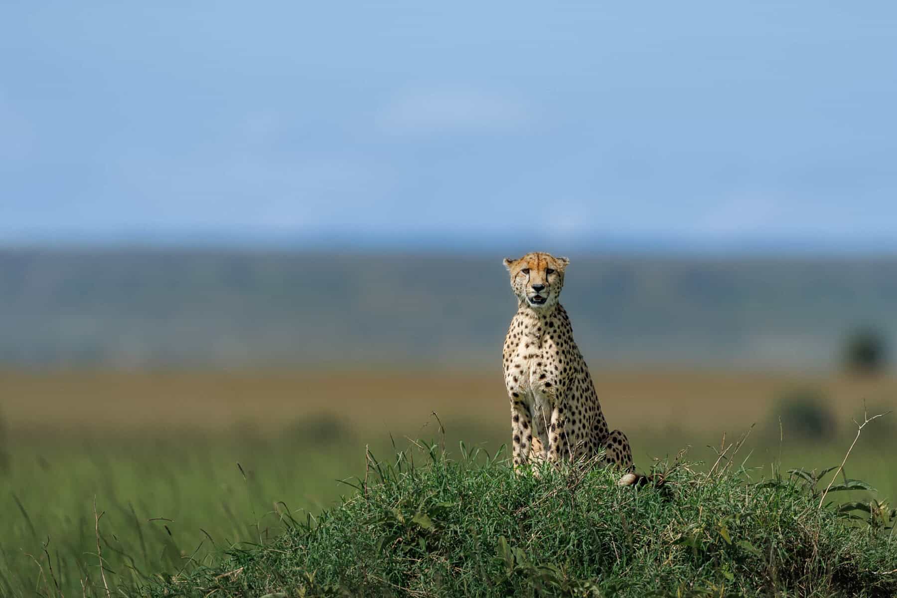 best wildlife safari in India