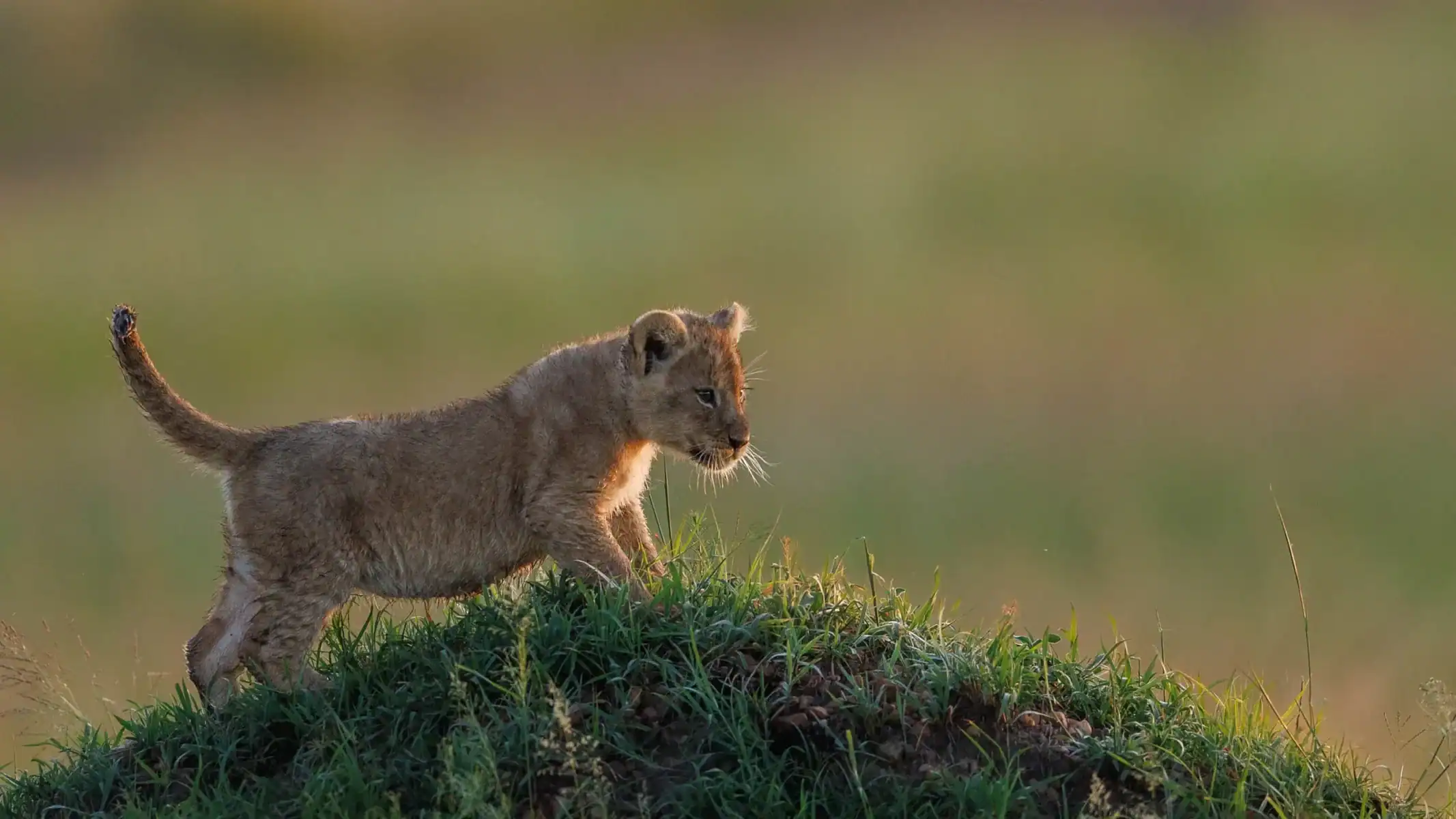 Lion cub at Masai Mara by World of Wild (WOW)