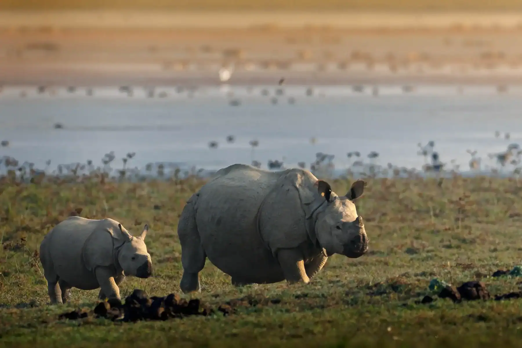 Rhino Family in Kaziranga