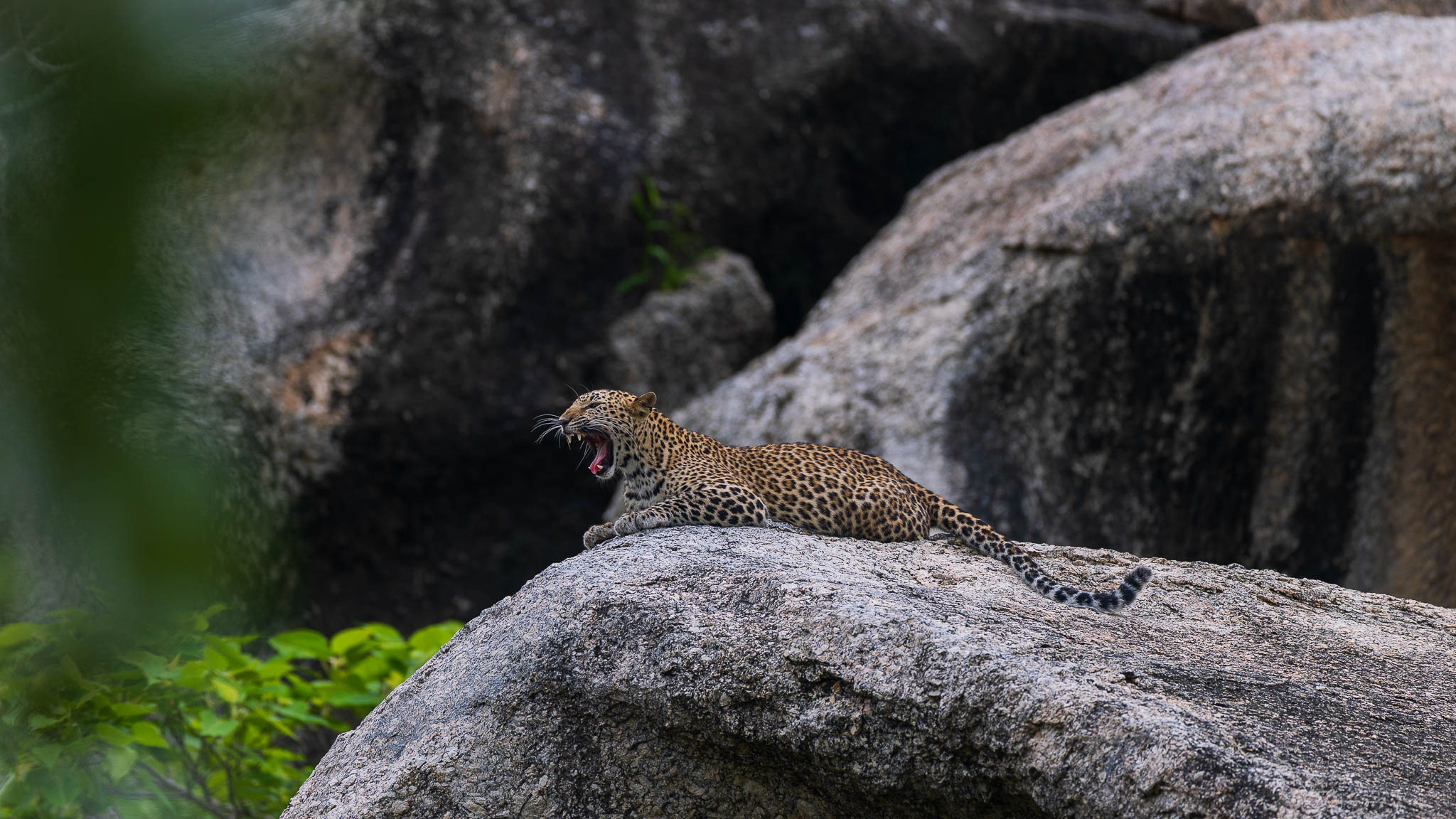 Leopard at Jawai by World of Wild