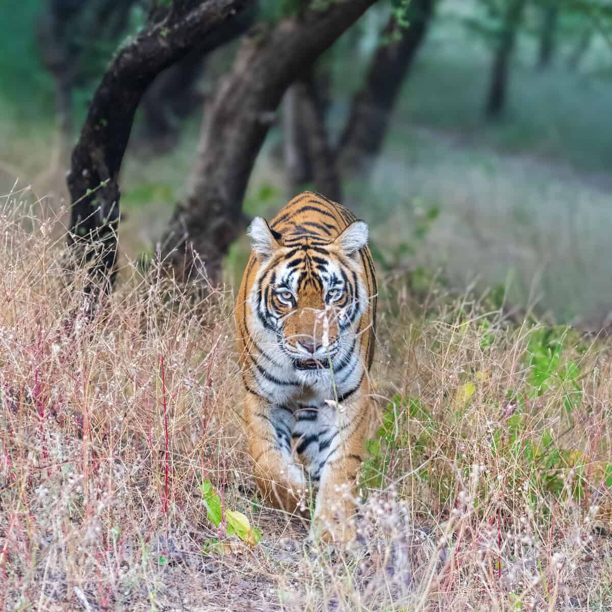 Ranthambore Safari by World of Wild (WOW)