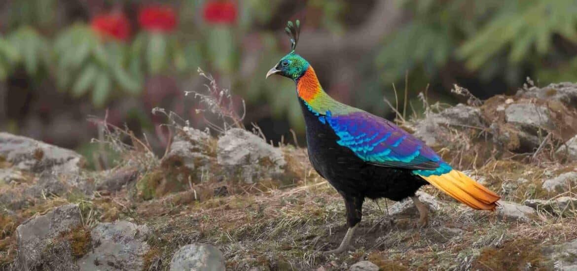 Himalayan Monal- Birding in India