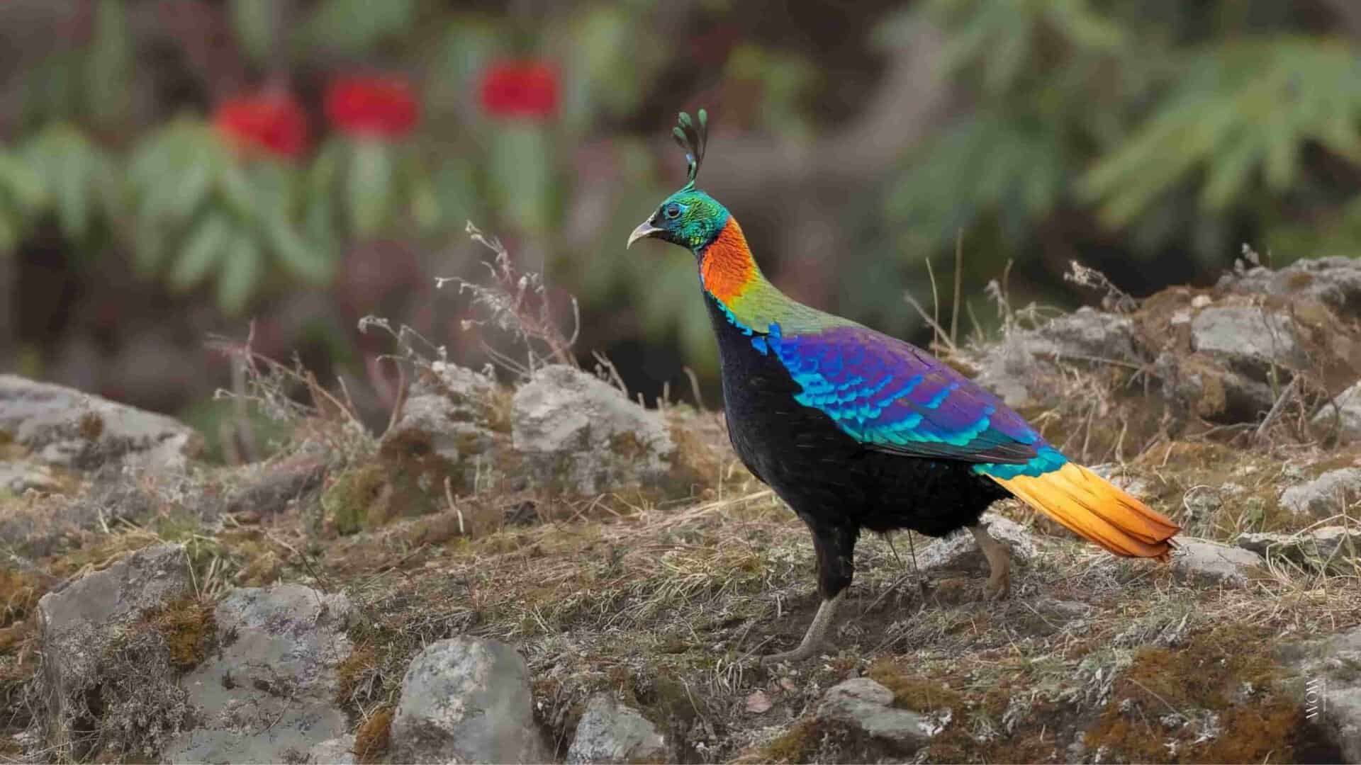 Uttarakhand Birding Tour