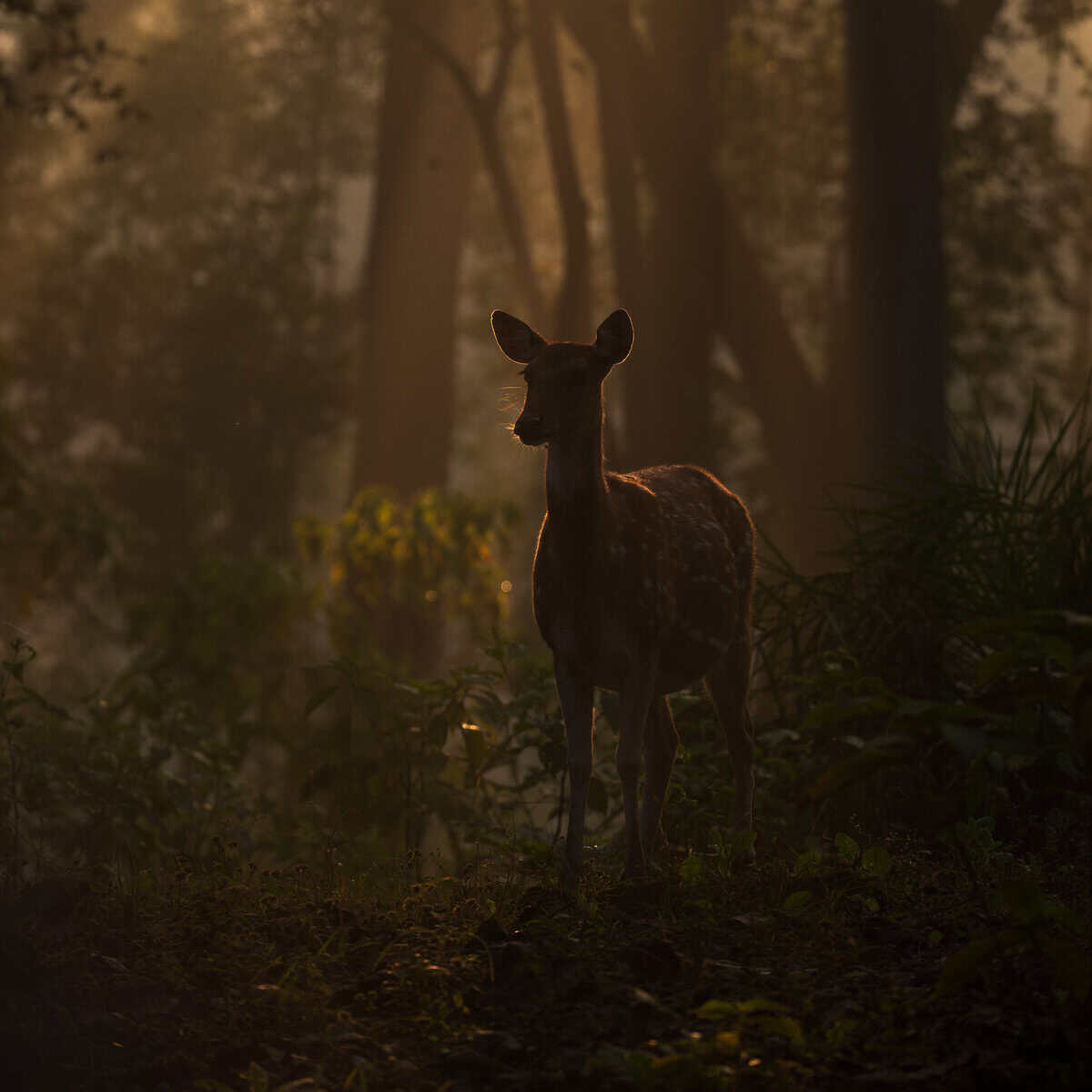 Kanha Tiger Reserve Safari Tiger in the Jungle