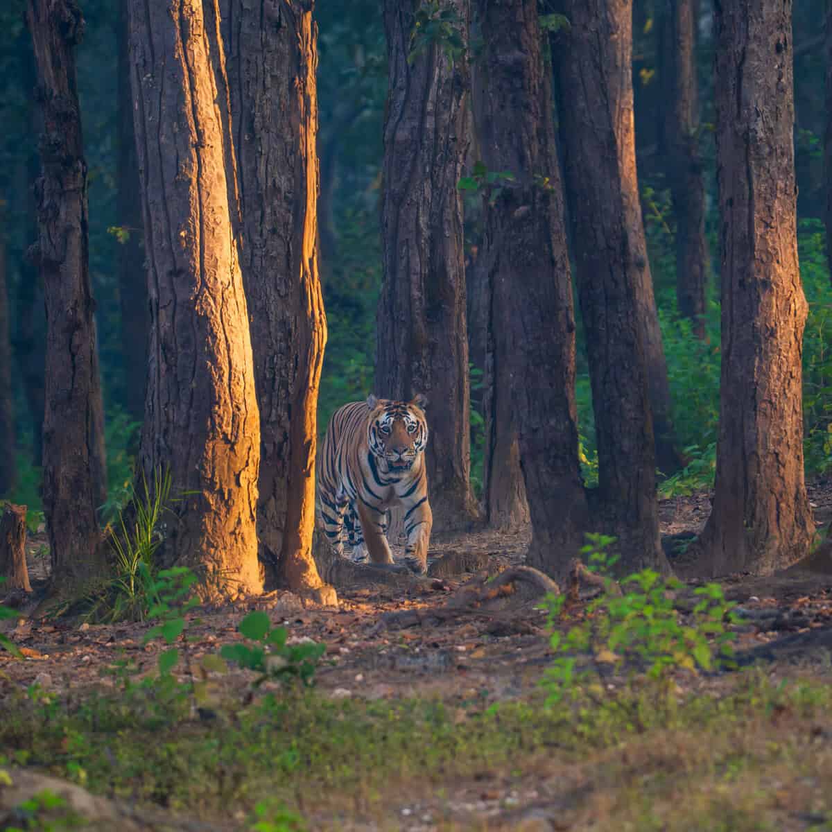Kanha Tiger Reserve Safari Tiger Head On