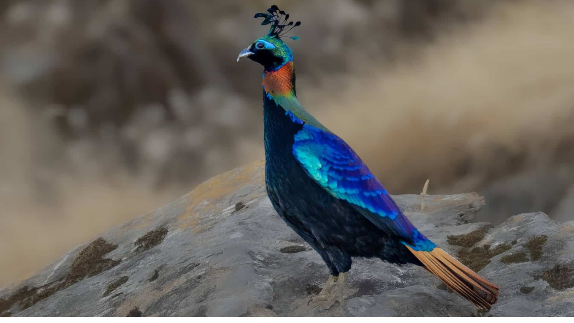 Himalayan Monal- Birding in India