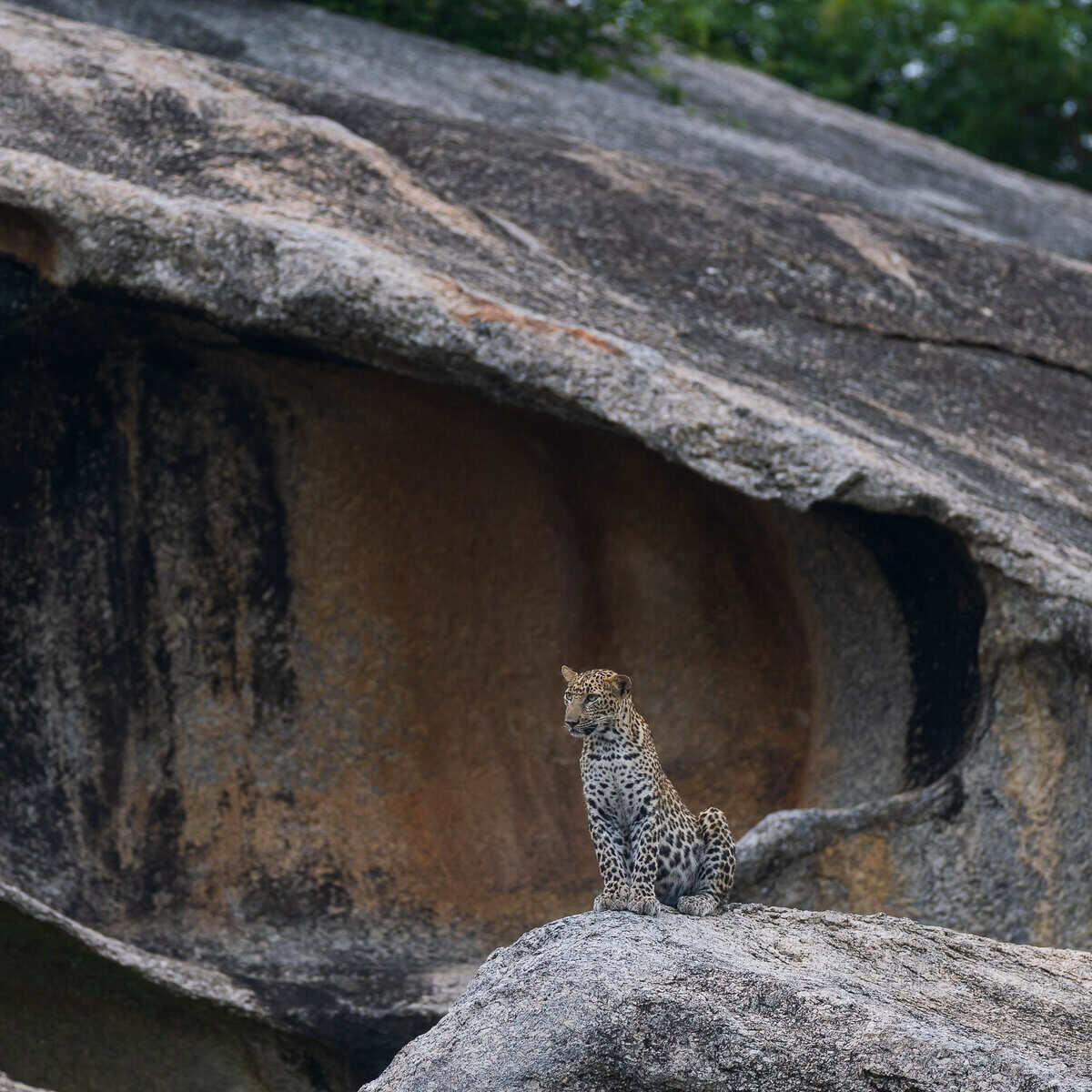 Jawai Leopard Safari - Leopards sitting