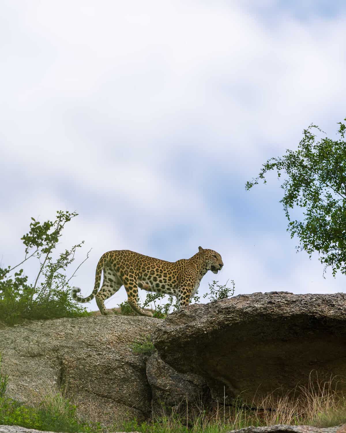 Sattal Birding