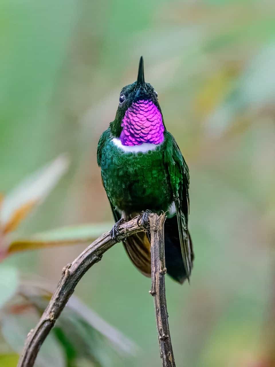 Hummingbird in Ecuador