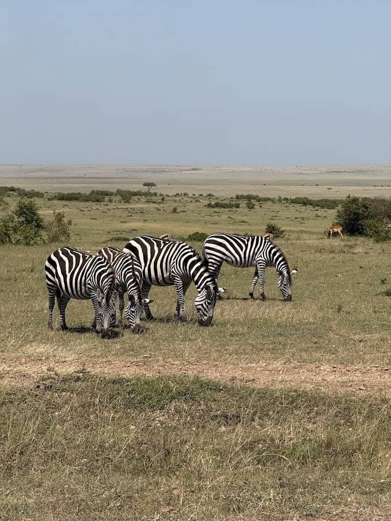 Group of zebras grazing on the African savannah with open plains in the background.