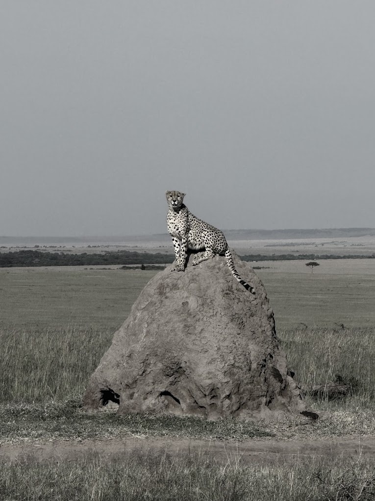 Cheetah perched on rocky outcrop