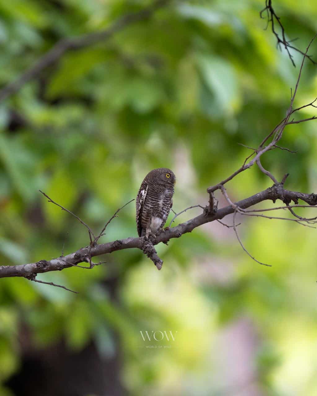 Wild owl sitting on a tree branch amidst lush green foliage.