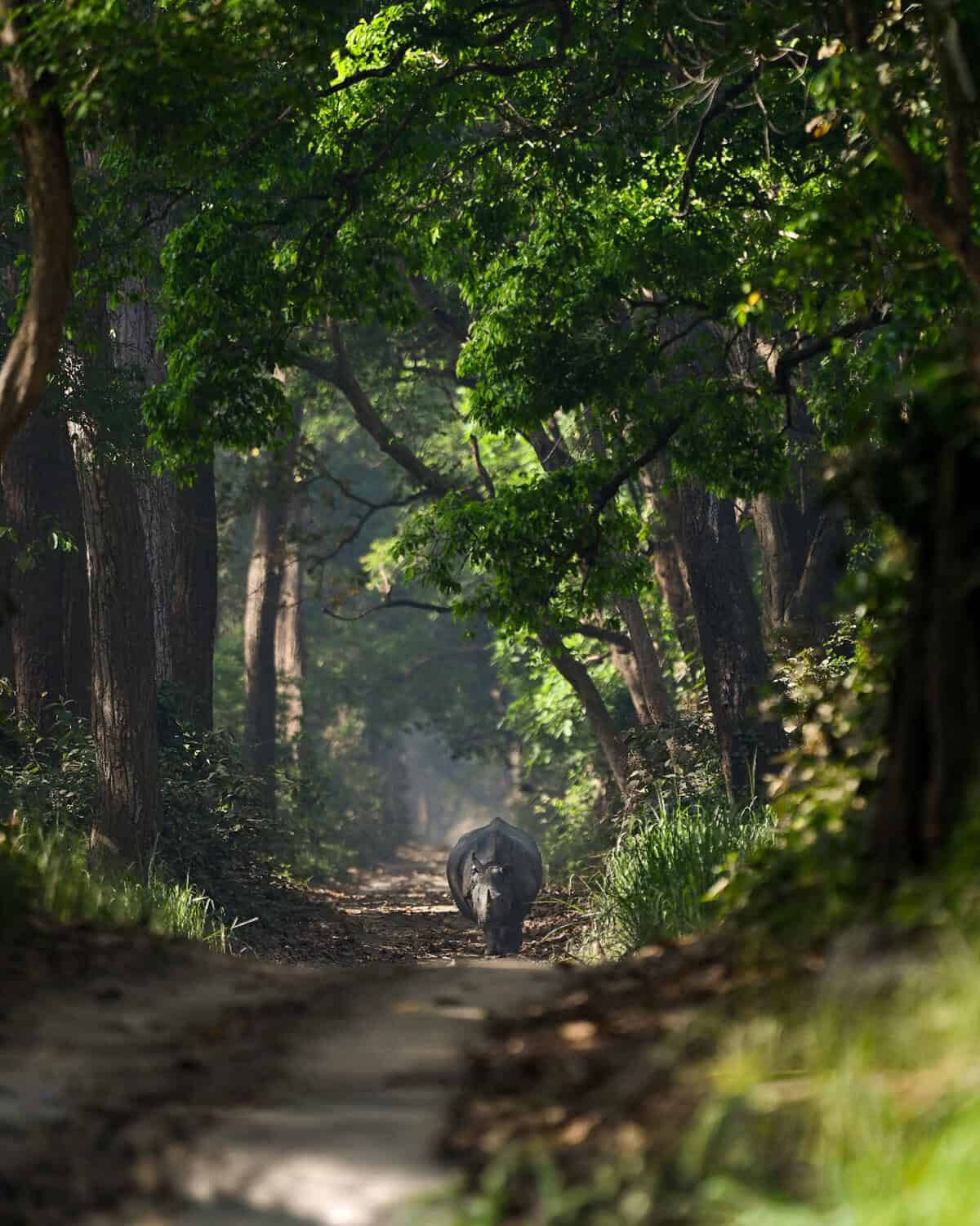 Indian Rhinoceros in Dudhwa National Park