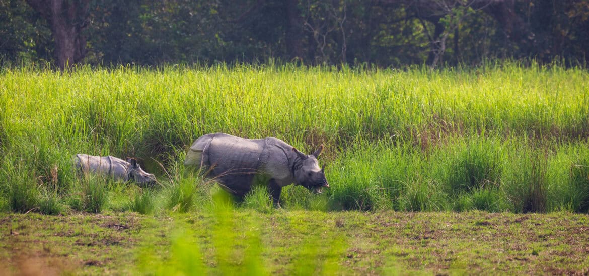 Rhino grazing in lush green grassland with dense forest background.