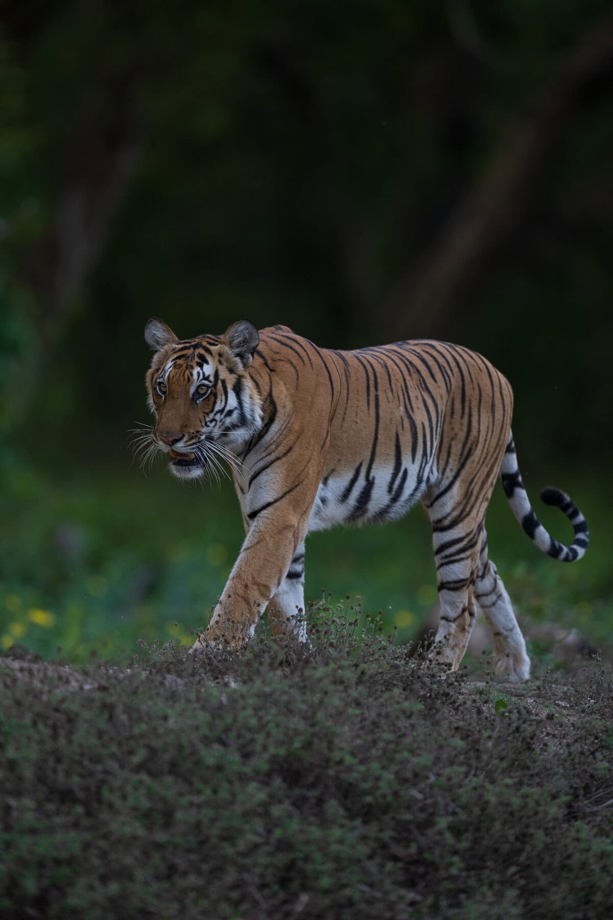 Tiger sighting in Dudhwa National Park