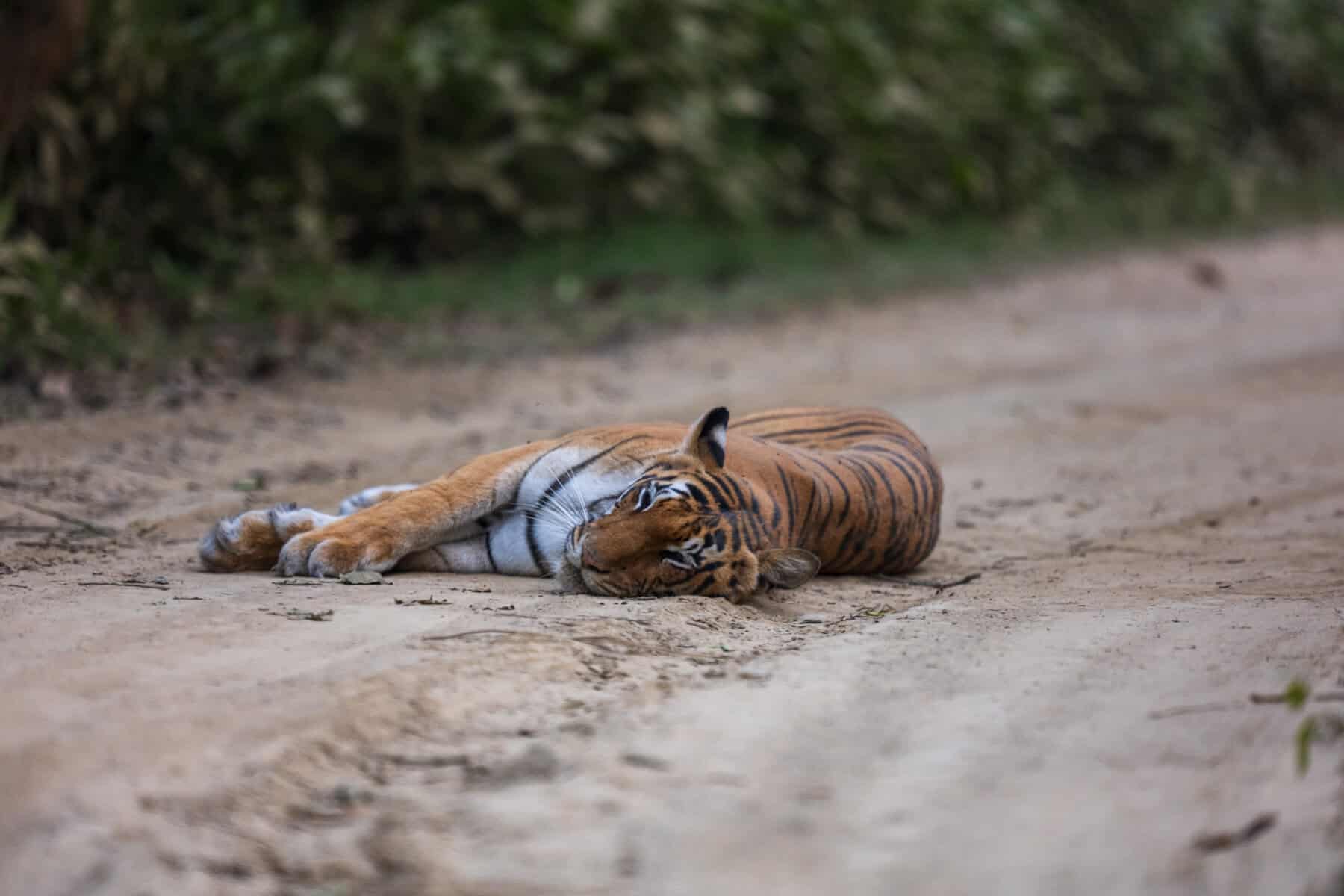 Tiger resting in Dudhwa National Park