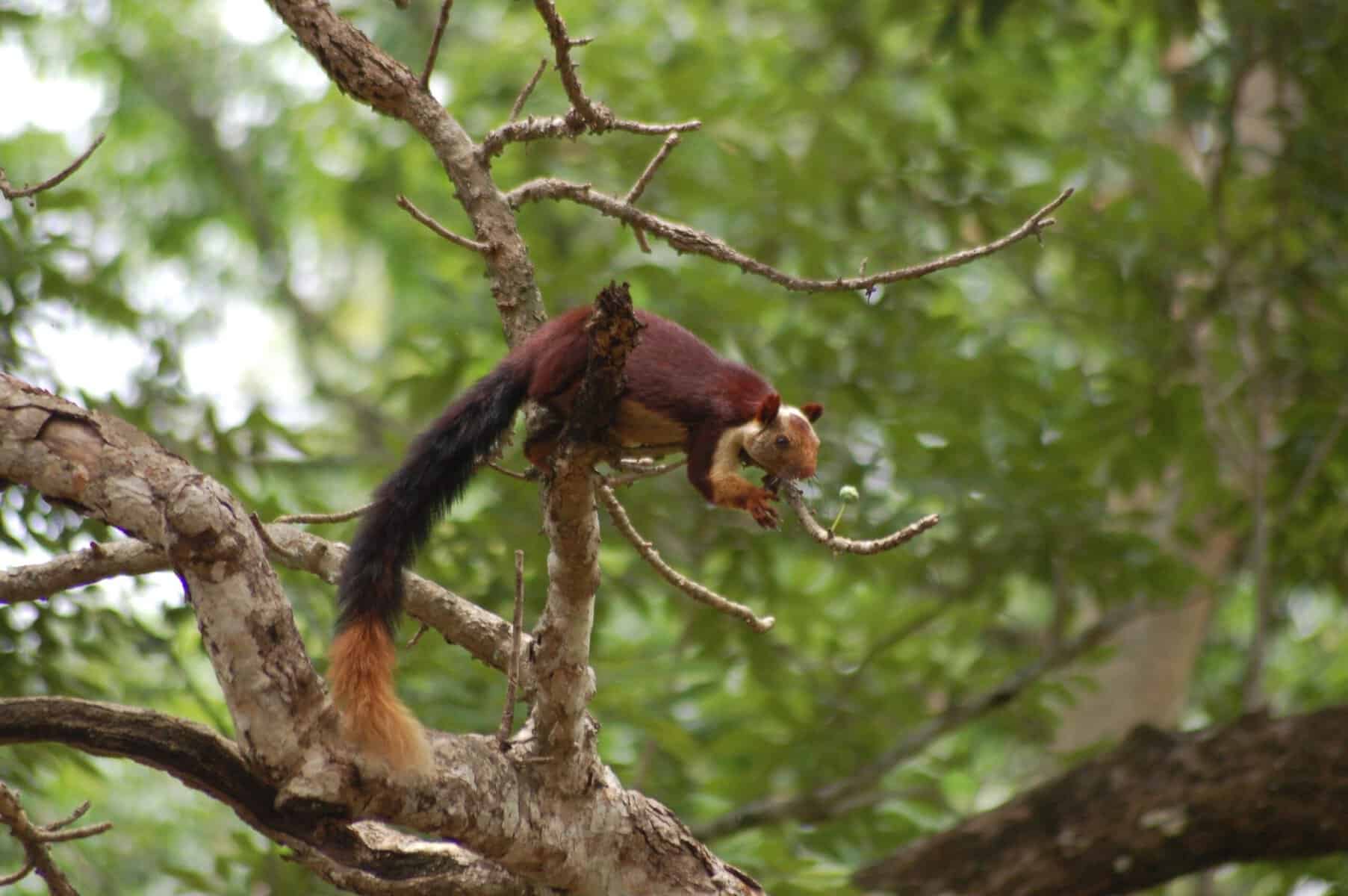 Western Ghats