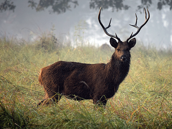 Barasngha- the Pride of Kanha
