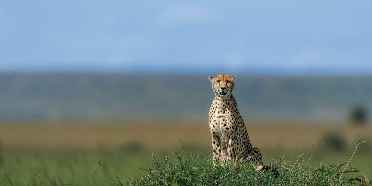 Masai Mara National Reserve Kenya (Safari, Wildlife & Travel Tips)