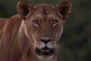 Lioness at Masai Mara during Masai Mara Trip Report May 2025