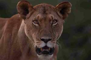 Lioness at Masai Mara during Masai Mara Trip Report May 2025