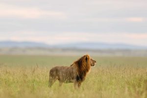 Lion in Masai Mara Tour by World of Wild (WOW)
