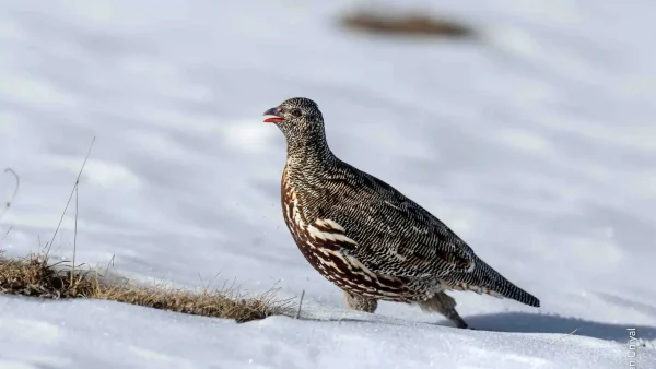 Snow Partridge in Chopta